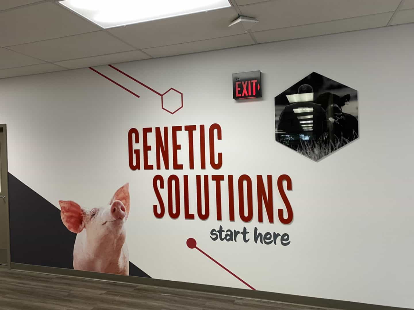 ABS custom wallpaper featuring a pig and the words Genetic Solutions start here. Made for their Headquarters