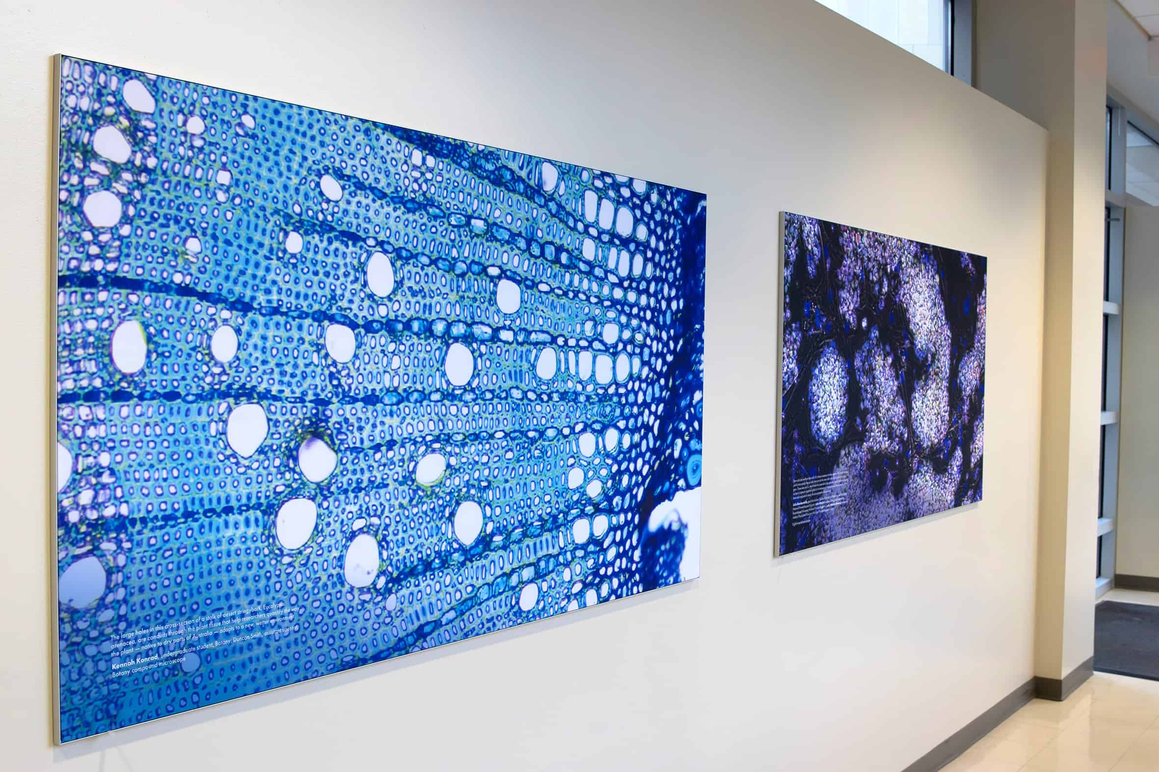 Custom SEG Frame Graphics